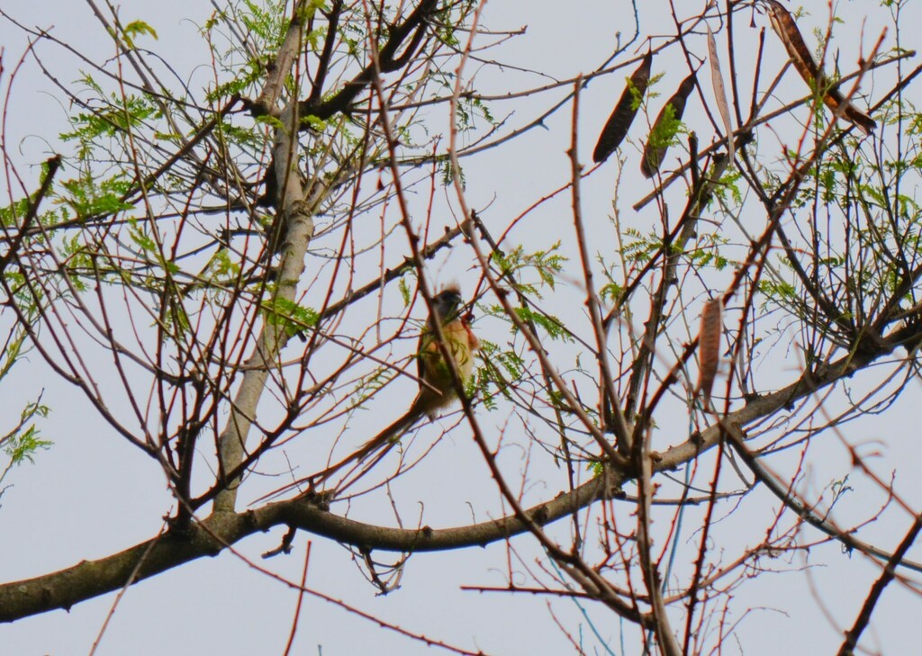 Speckled Mousebird - ML551437221