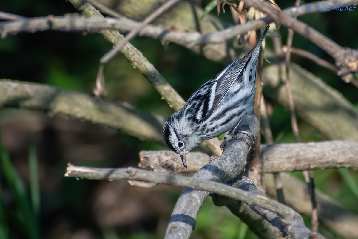 Black-and-white Warbler - ML551438141