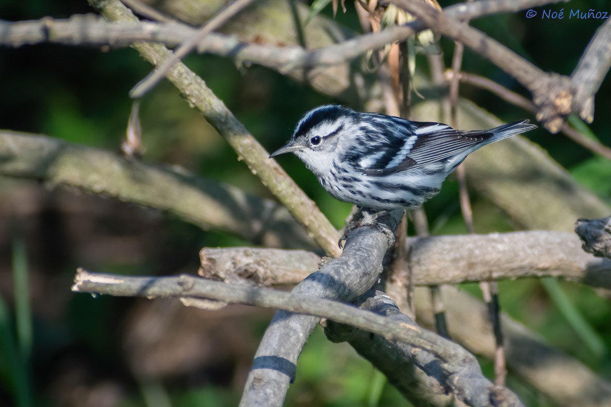 Black-and-white Warbler - ML551438161