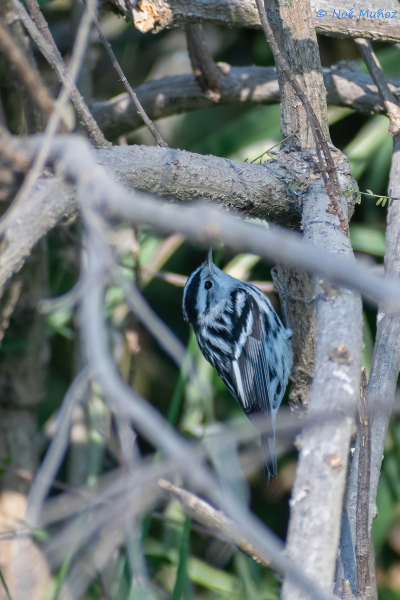 Black-and-white Warbler - ML551438171