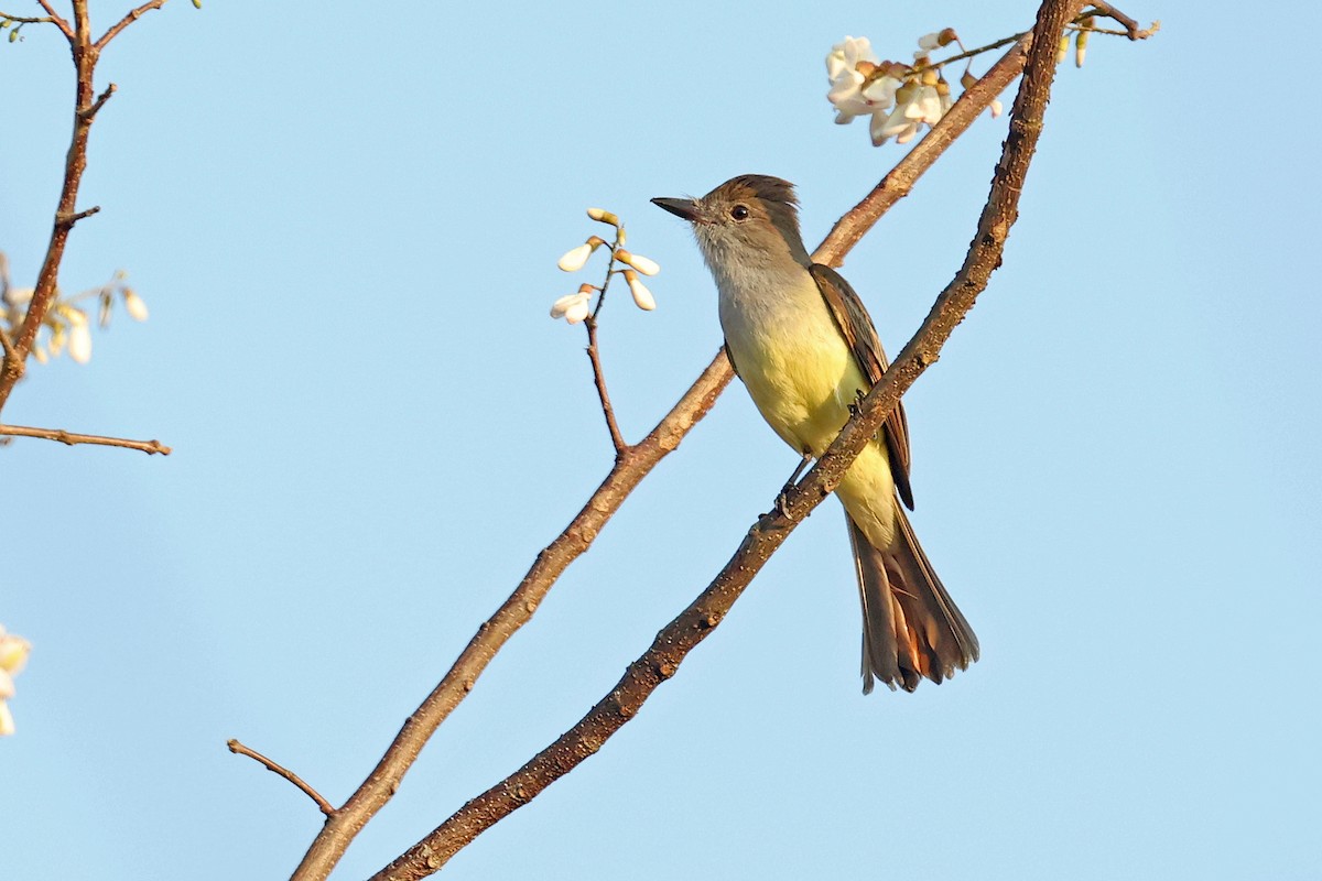 Brown-crested Flycatcher (Cooper's) - Michael O'Brien