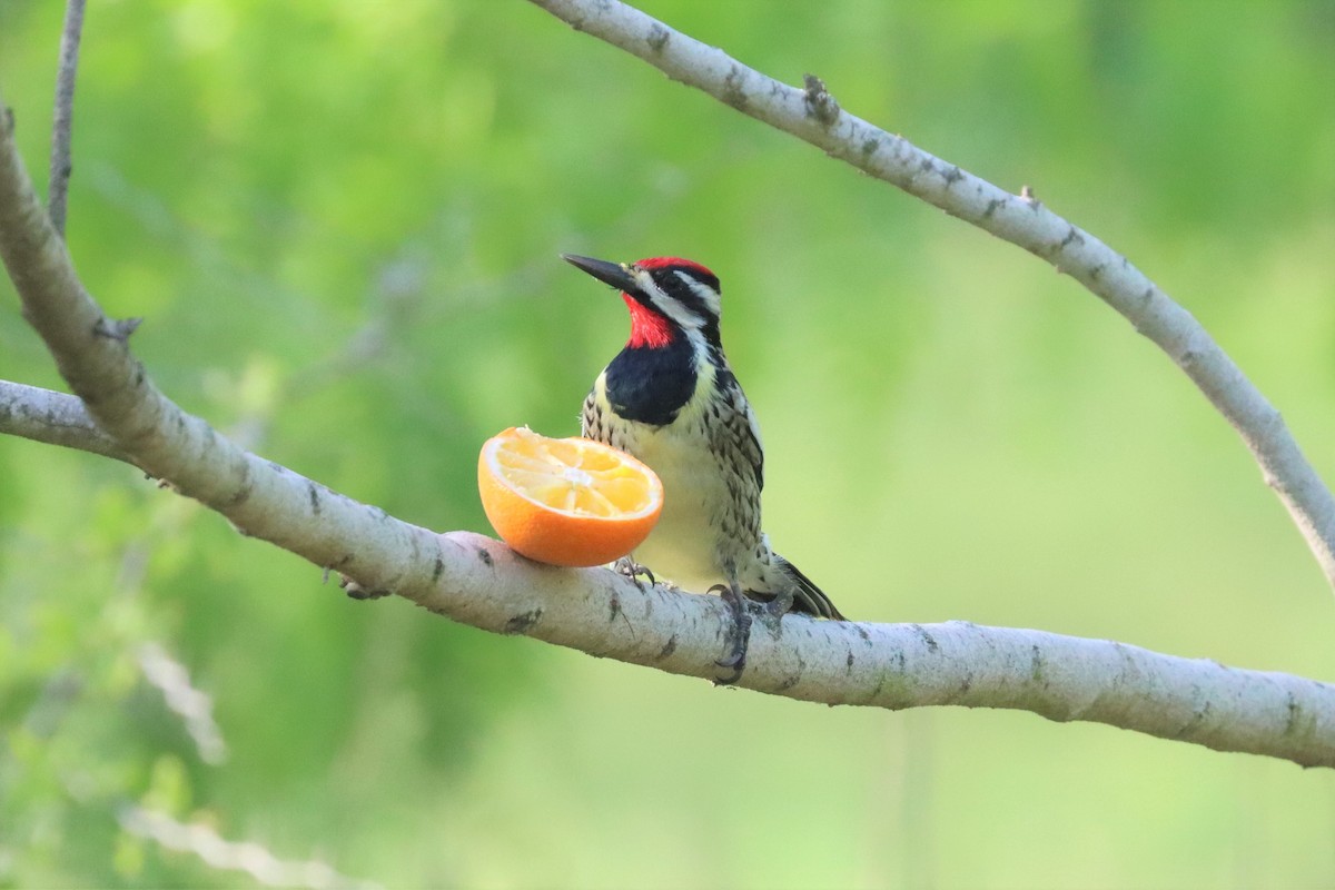 Yellow-bellied Sapsucker - ML551438341