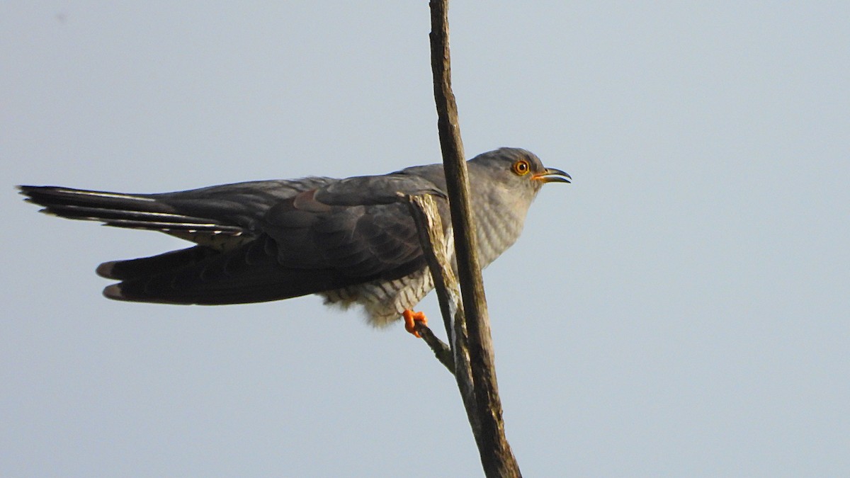 Common Cuckoo - ML551438471