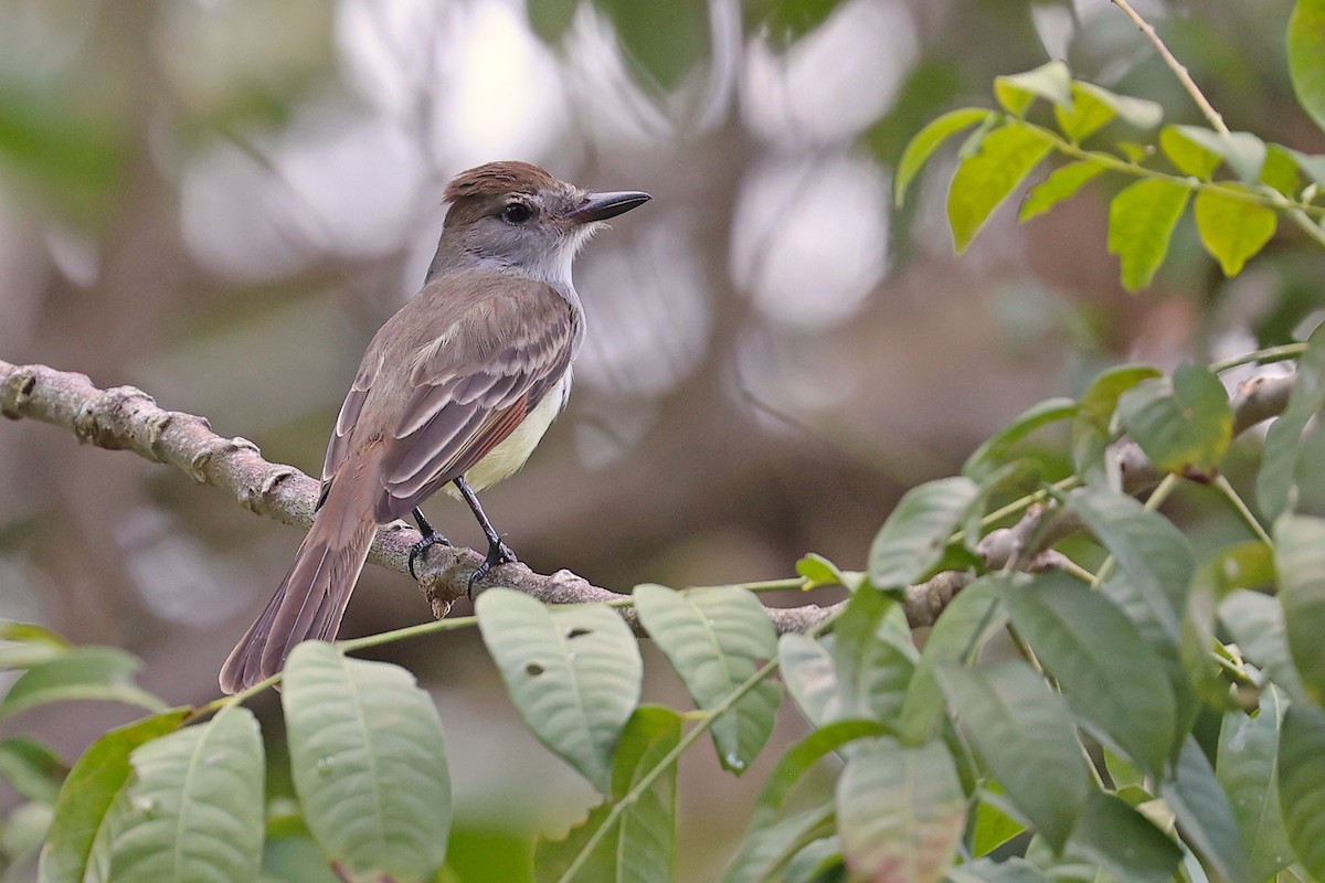 Brown-crested Flycatcher (Cooper's) - Michael O'Brien