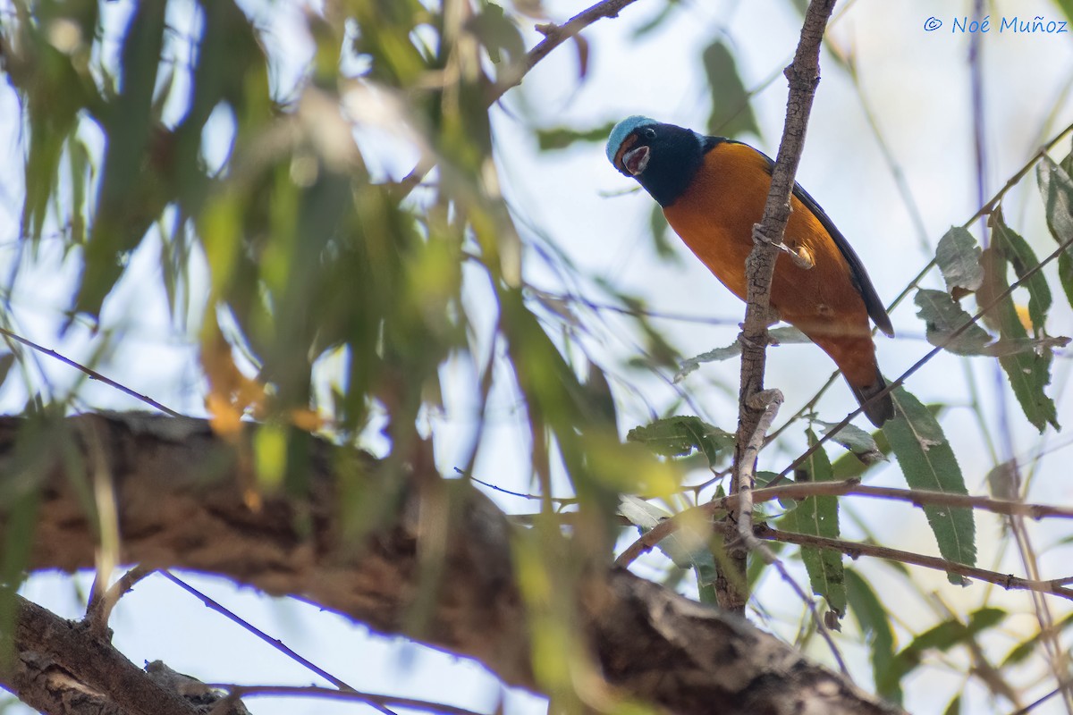 Elegant Euphonia - ML551438871