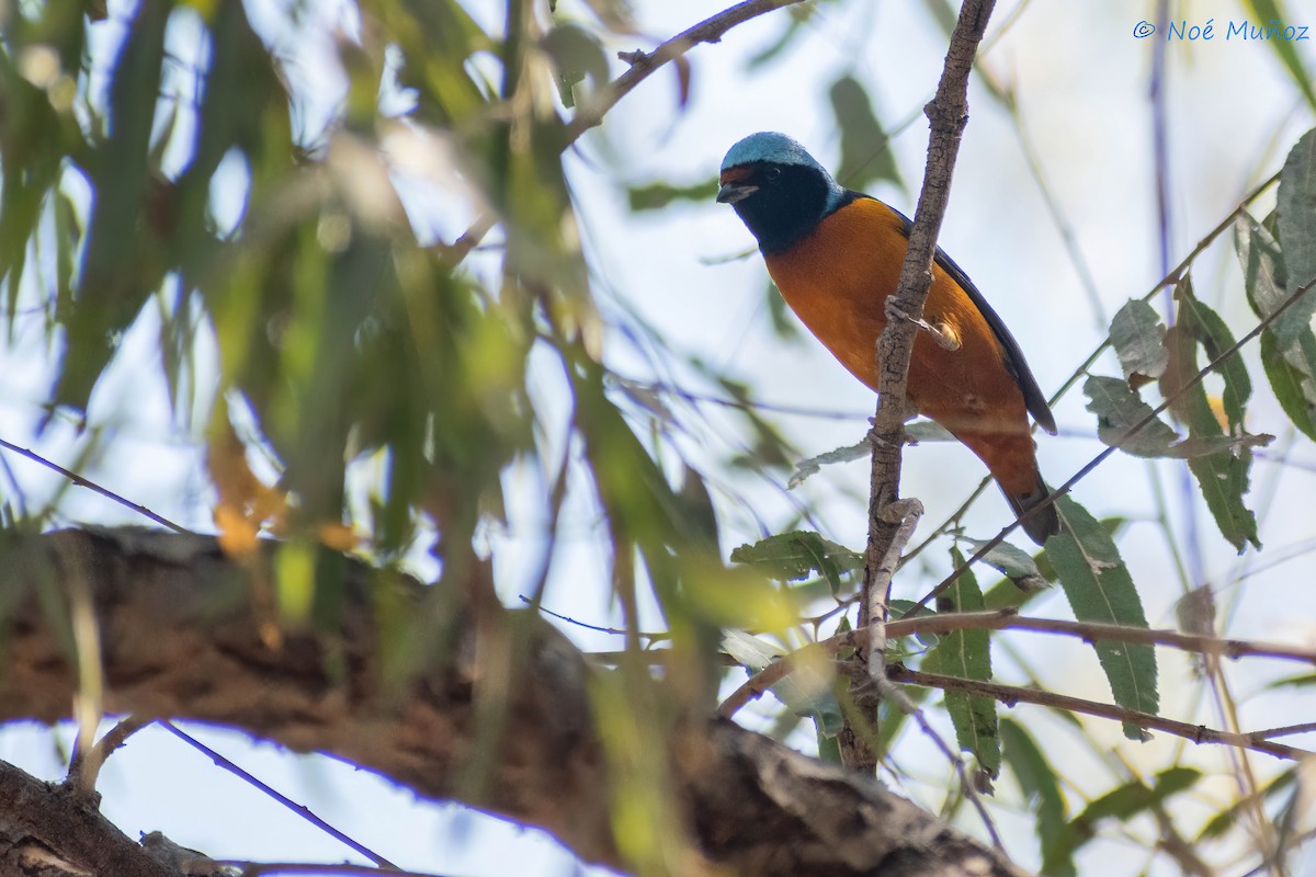 Elegant Euphonia - Noé Muñoz-Padilla