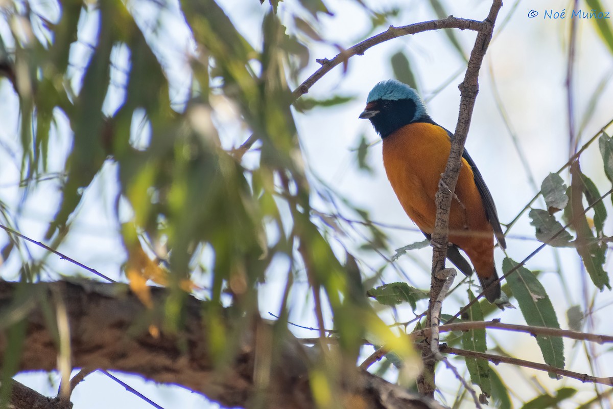 Elegant Euphonia - ML551438911