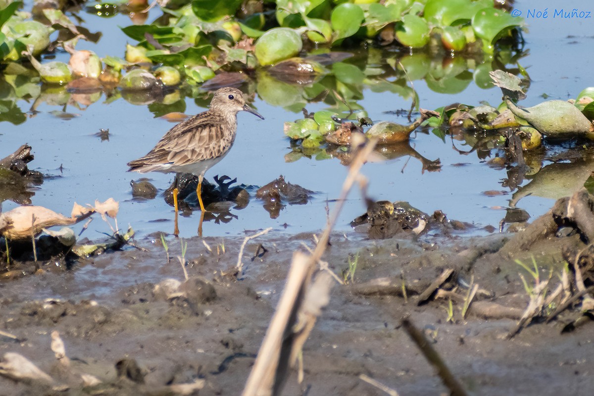 Least Sandpiper - ML551439281