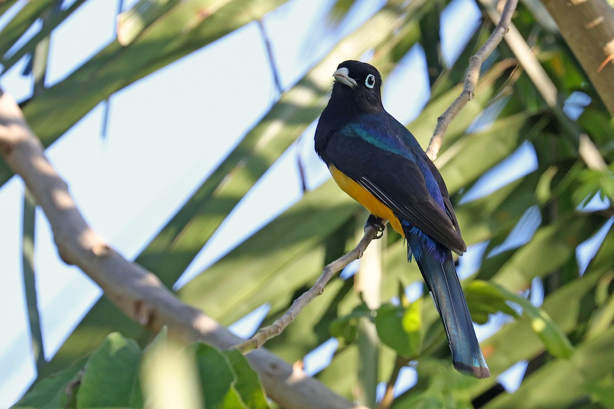 Black-headed Trogon - ML551439421