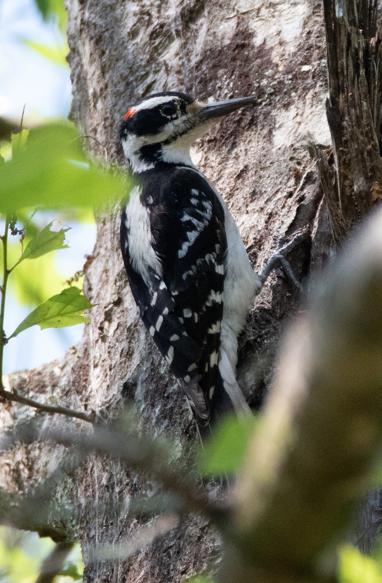 Hairy Woodpecker - ML551439991