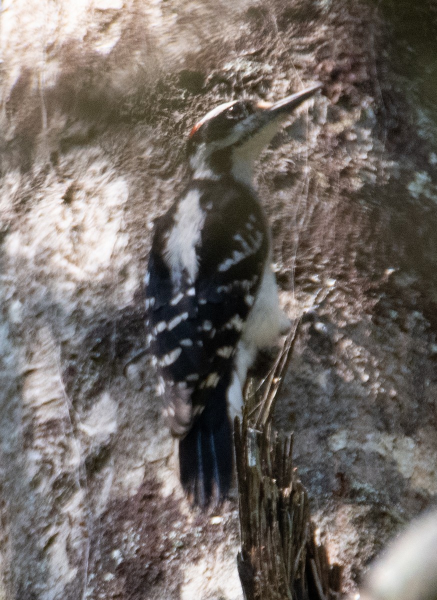 Hairy Woodpecker - ML551440041