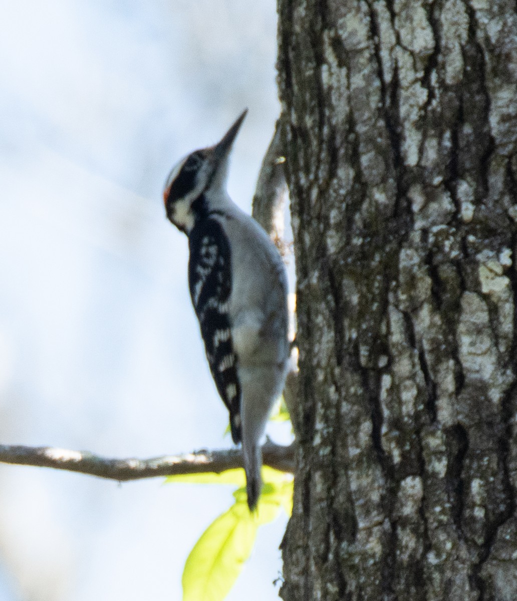 Hairy Woodpecker - ML551440071