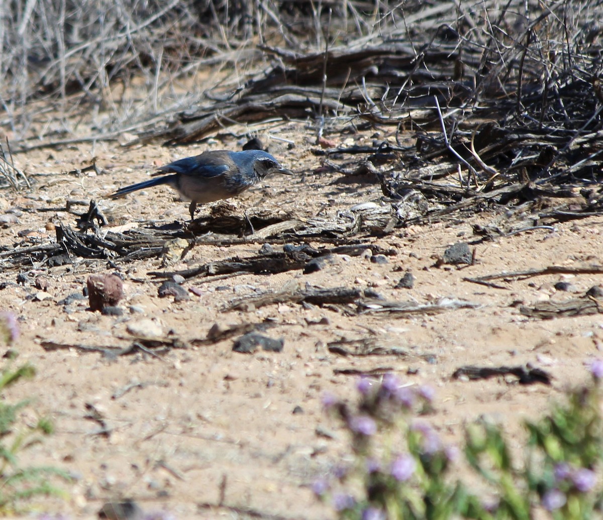 Woodhouse's Scrub-Jay - ML551440491