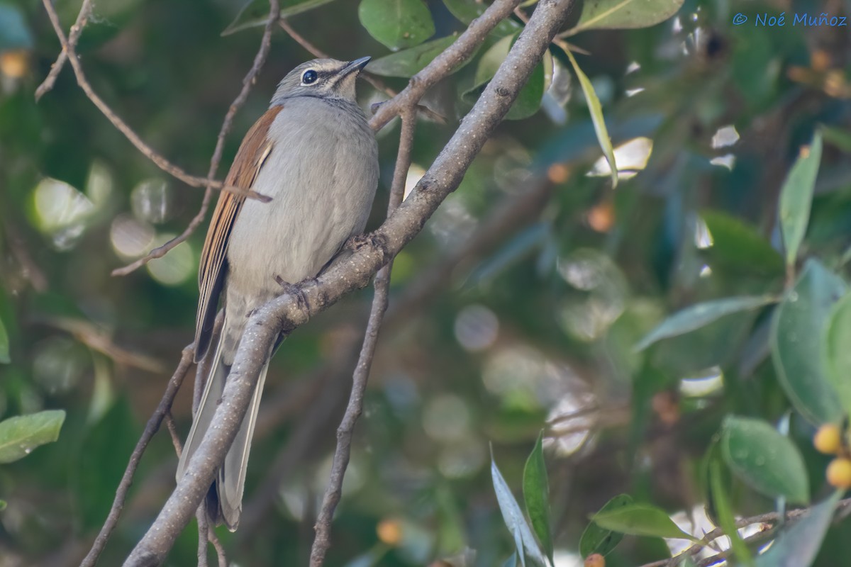 Brown-backed Solitaire - ML551440541