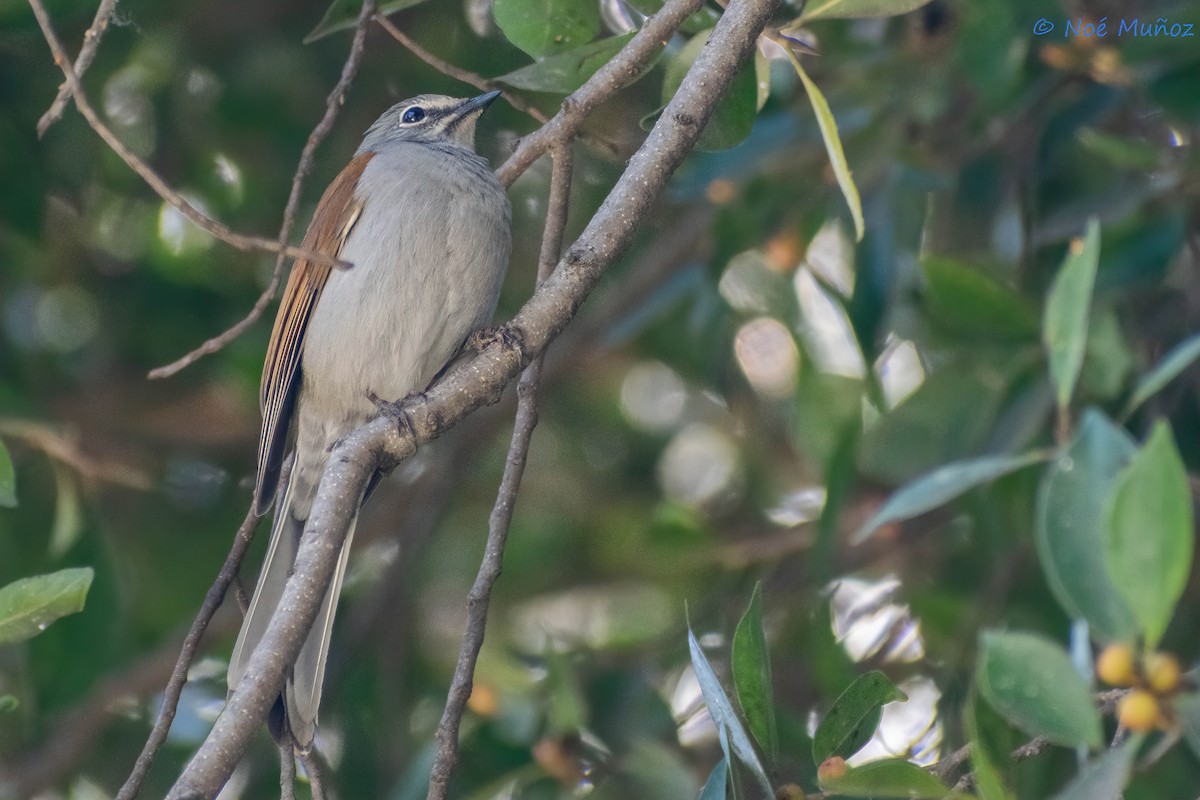 Brown-backed Solitaire - ML551440551