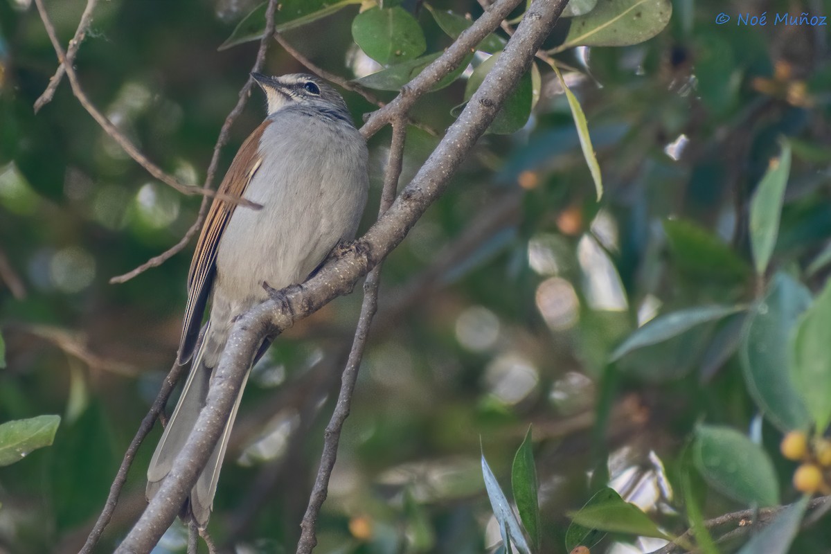 Brown-backed Solitaire - ML551440561