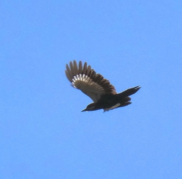 Pileated Woodpecker - ML551440611