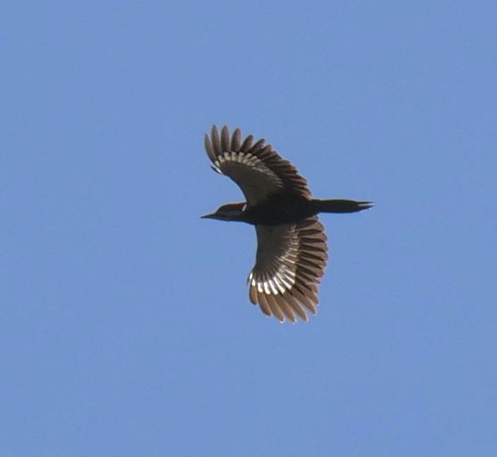 Pileated Woodpecker - ML551440621