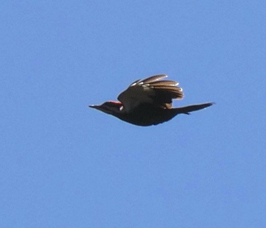 Pileated Woodpecker - ML551440631