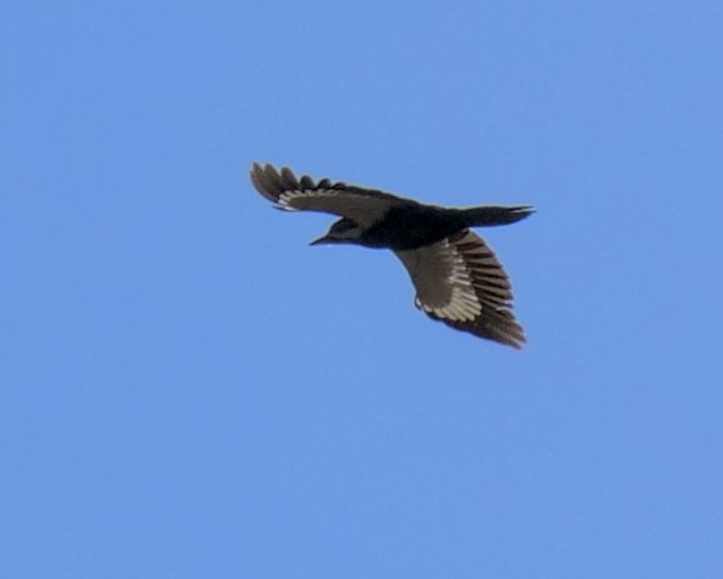 Pileated Woodpecker - ML551440641