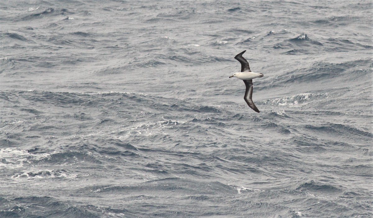 Albatros à sourcils noirs - ML551441081
