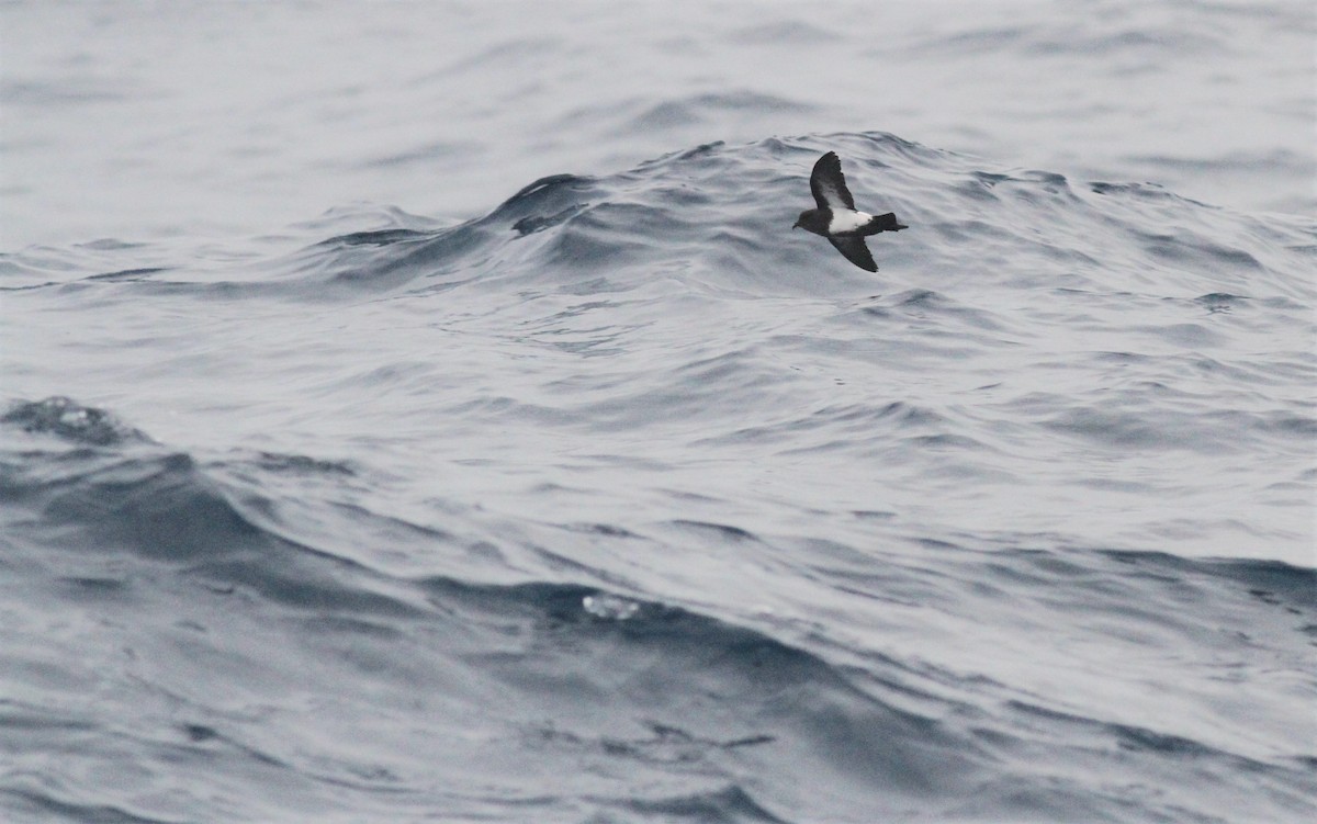 Black-bellied Storm-Petrel - ML551441281