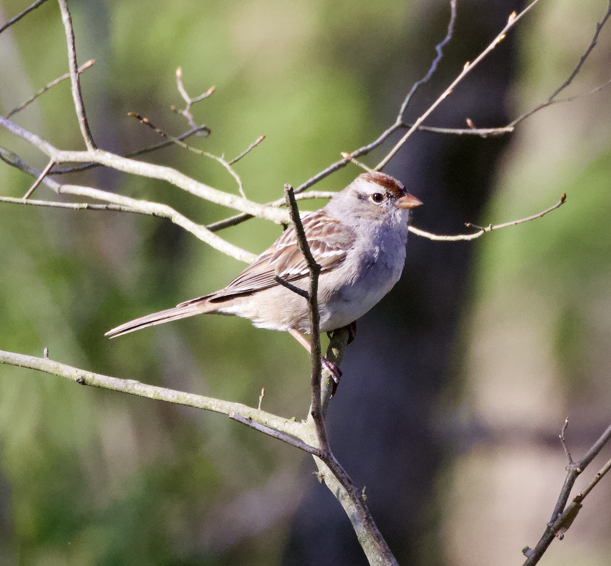 White-crowned Sparrow - ML551441341