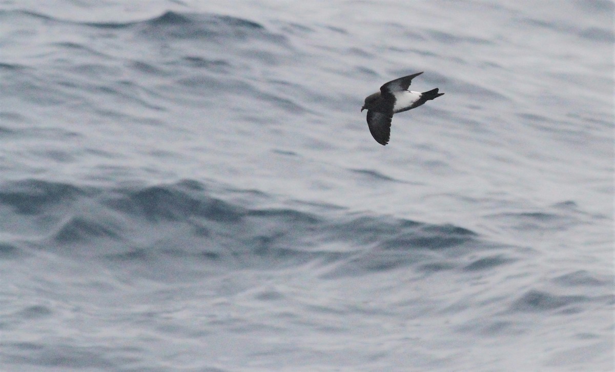 Black-bellied Storm-Petrel - ML551441351