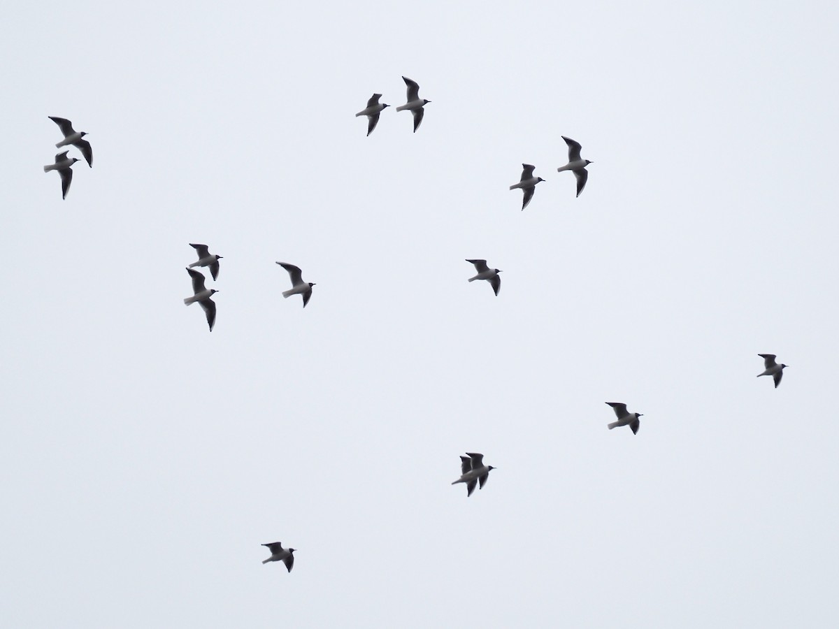 Black-headed Gull - ML551441381