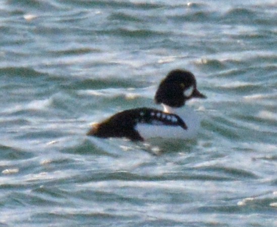 Barrow's Goldeneye - ML551441481