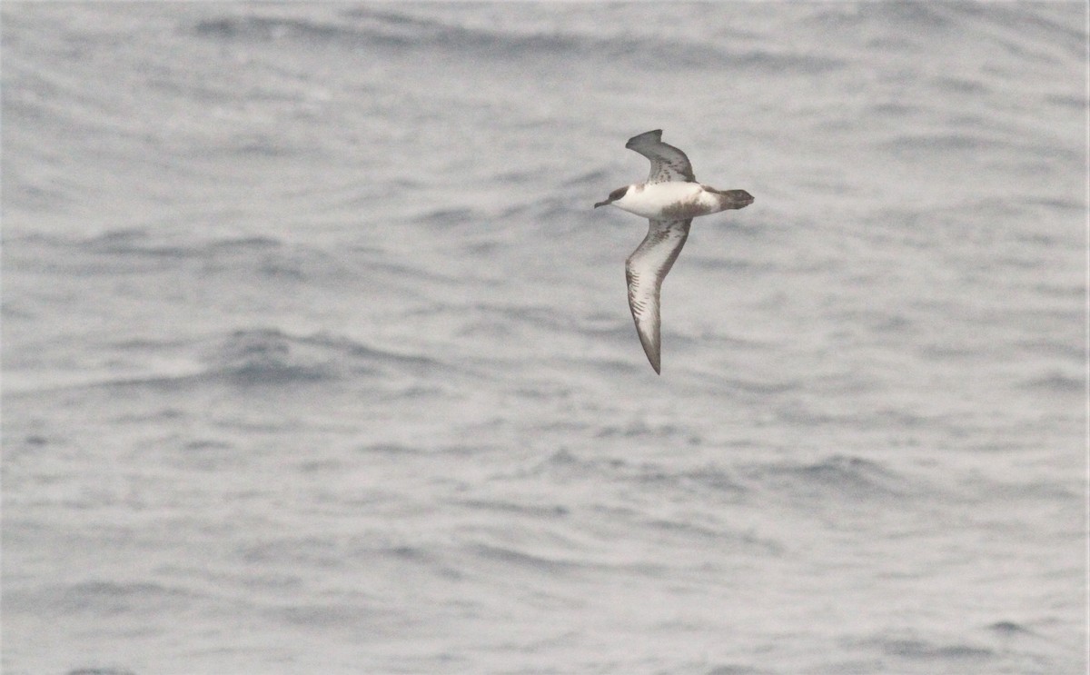 Great Shearwater - Simon Davies