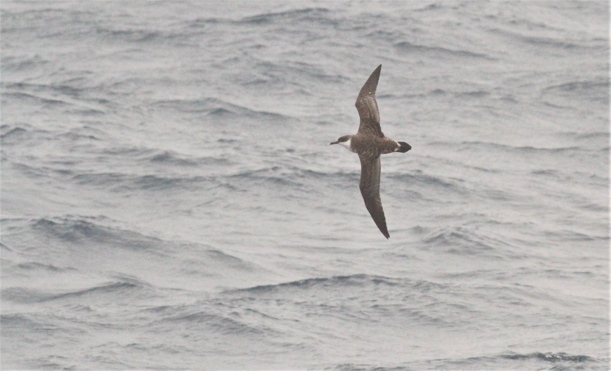 Great Shearwater - ML551441671