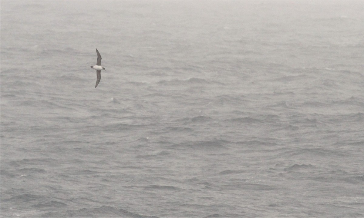 Gray Petrel - ML551441861