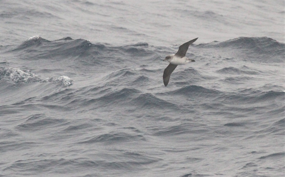 Gray Petrel - ML551441951