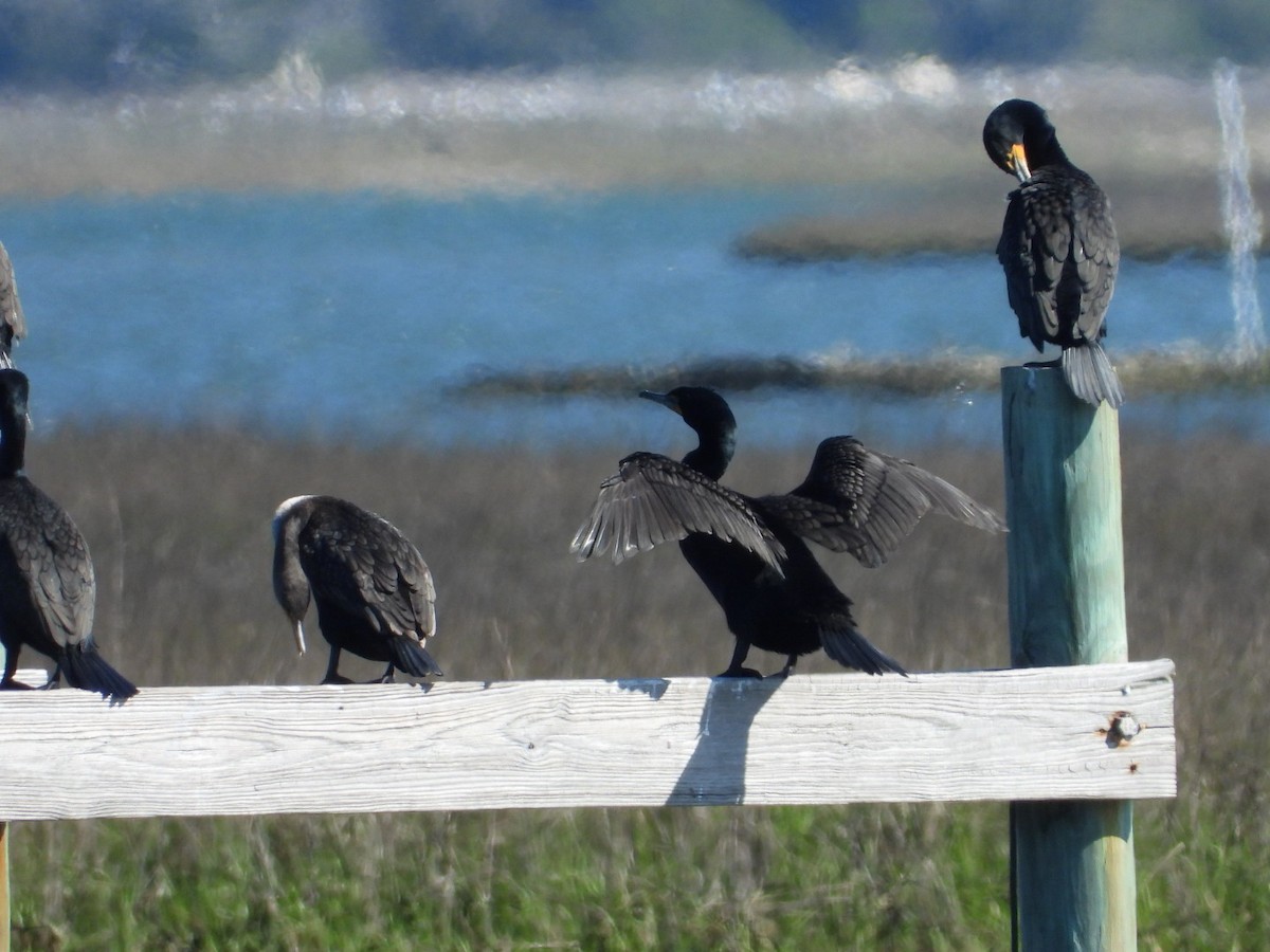 Double-crested Cormorant - ML551441971