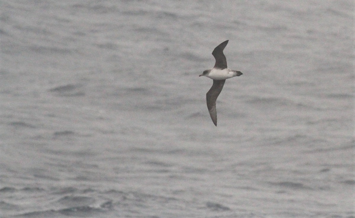 Gray Petrel - ML551442191