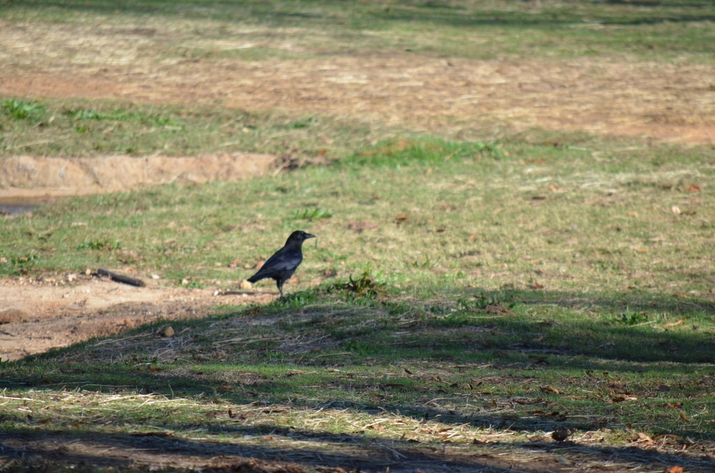 American Crow - ML551442201