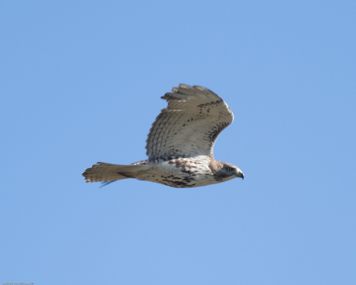 Red-tailed Hawk - ML551442481