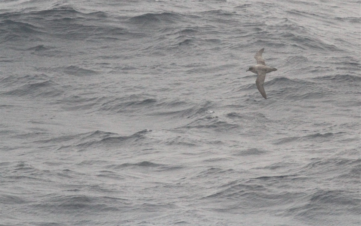 Gray Petrel - ML551442491