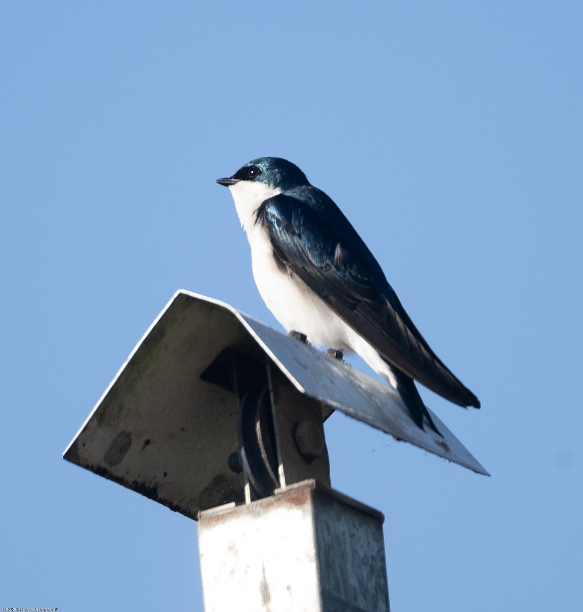 Golondrina Bicolor - ML551442681