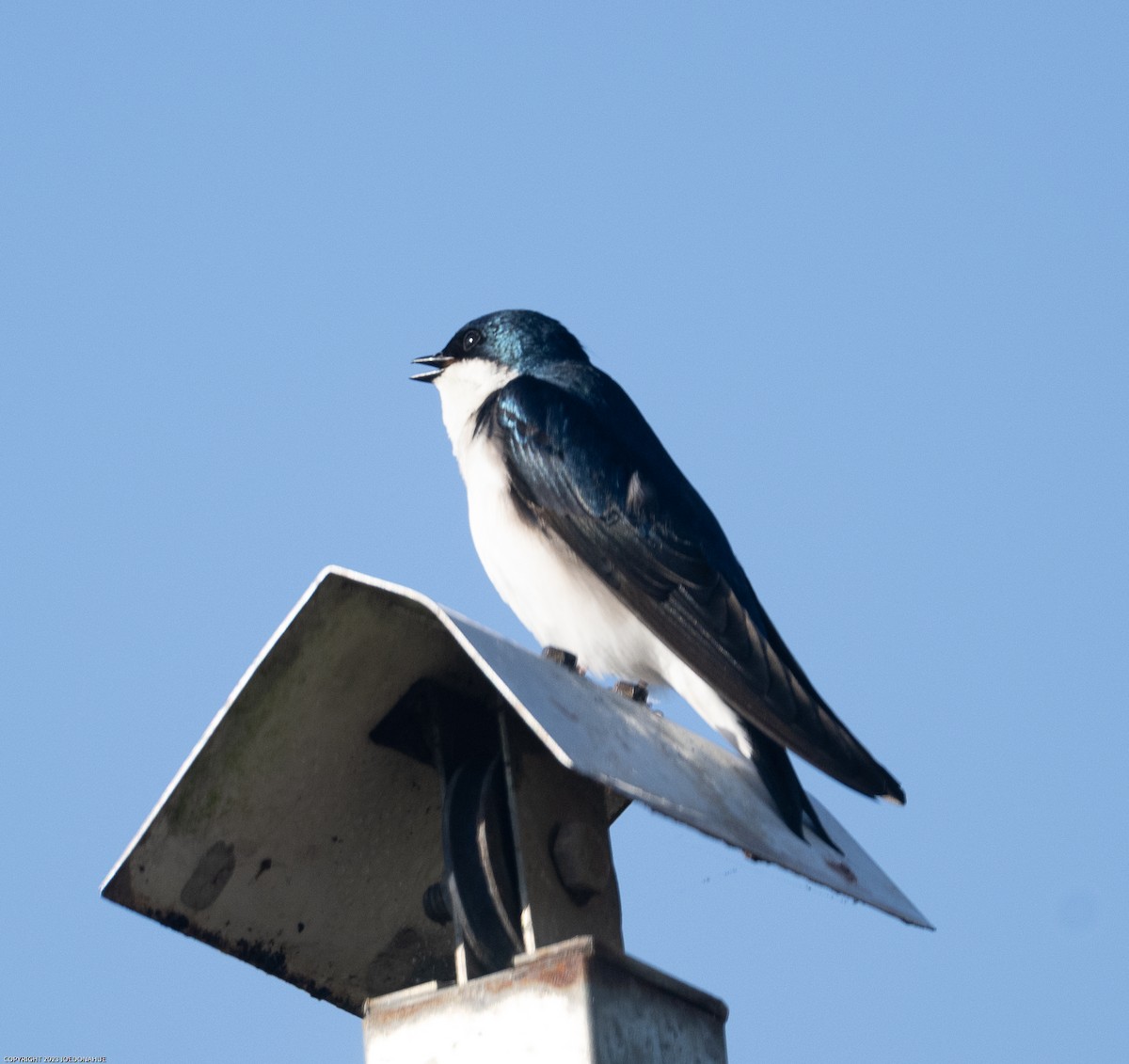 Tree Swallow - ML551442691