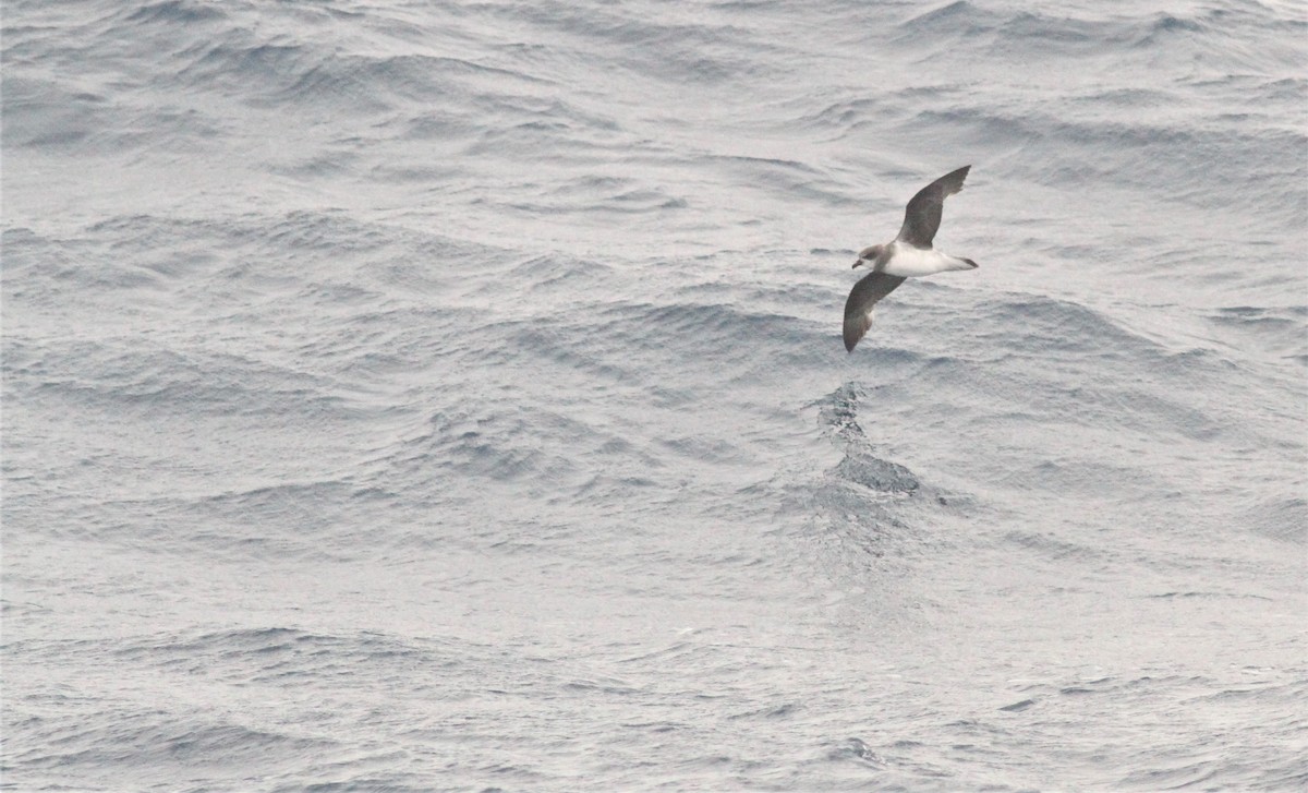 Soft-plumaged Petrel - ML551442711