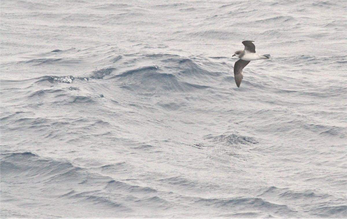 Soft-plumaged Petrel - ML551442811