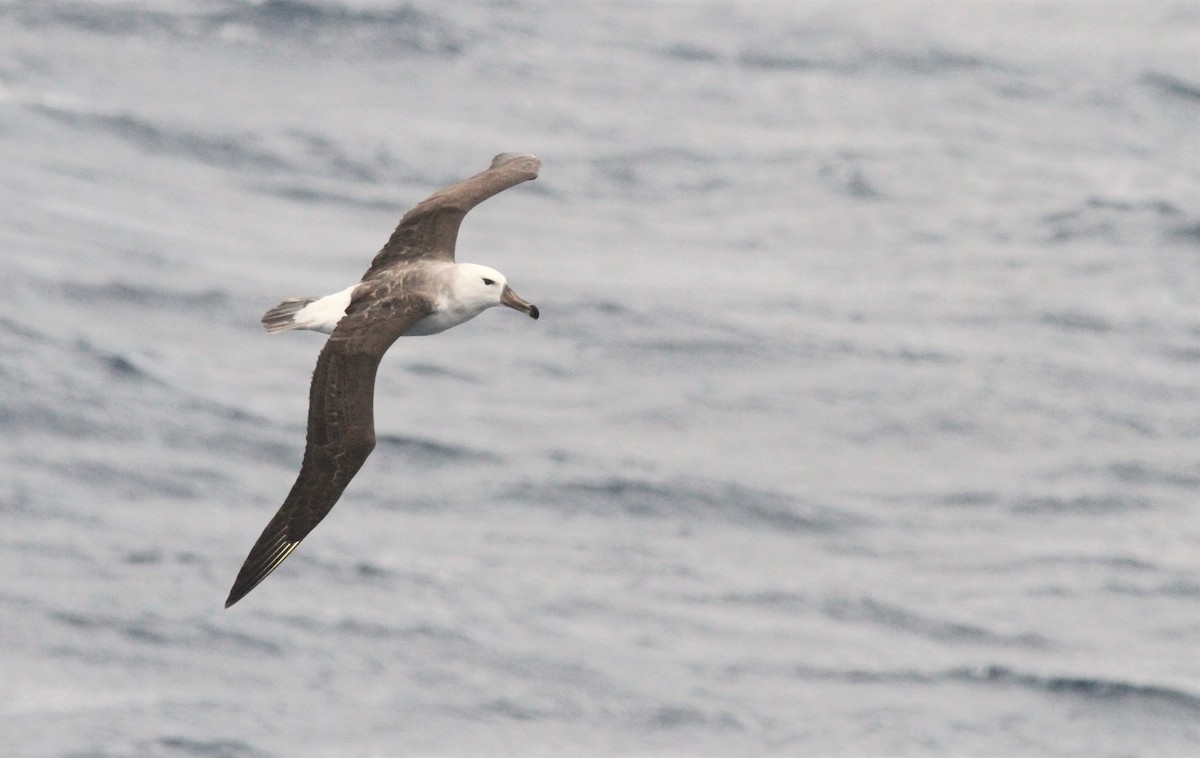 Albatros à sourcils noirs - ML551443321