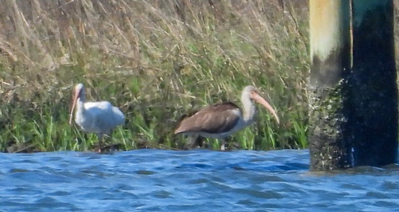 White Ibis - ML551443341