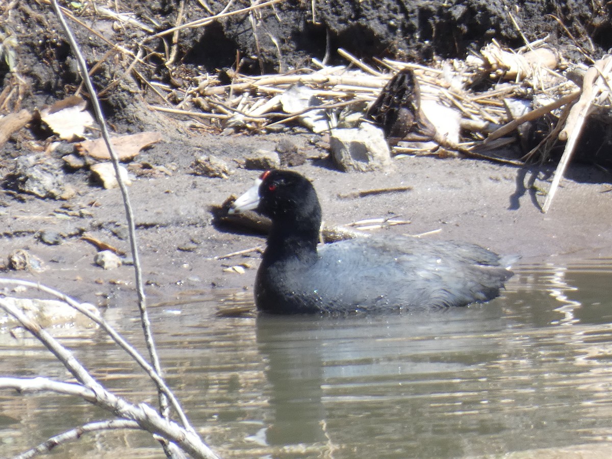 American Coot - ML551443411