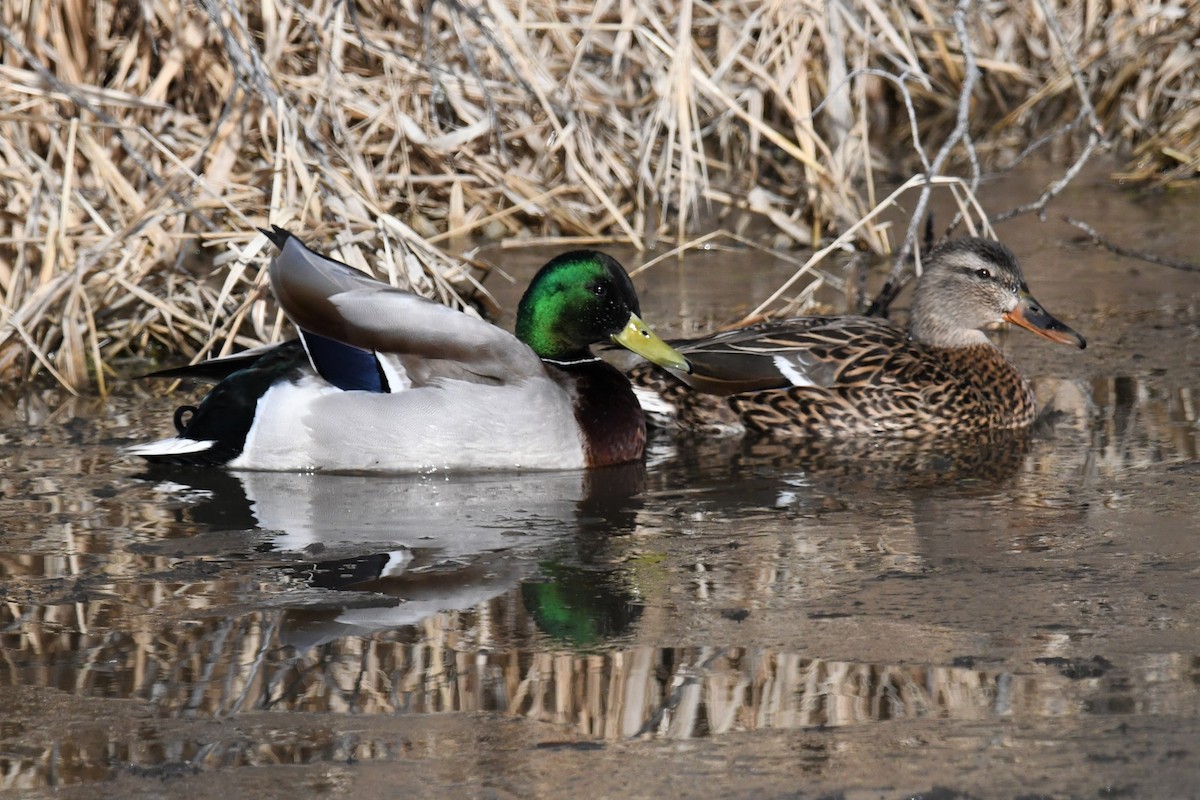 Mallard - ML551443661