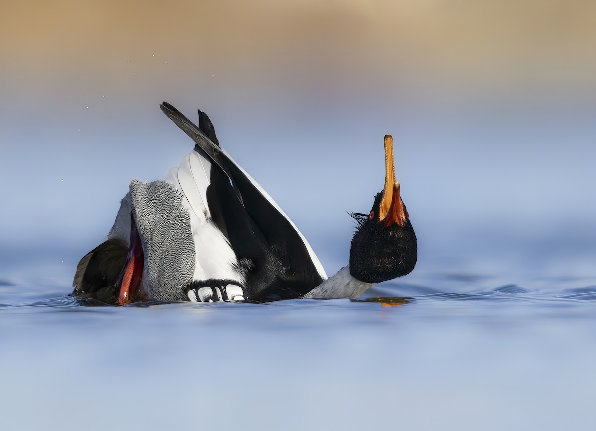 Red-breasted Merganser - ML551443731