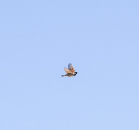 Golondrina Purpúrea - ML551444131