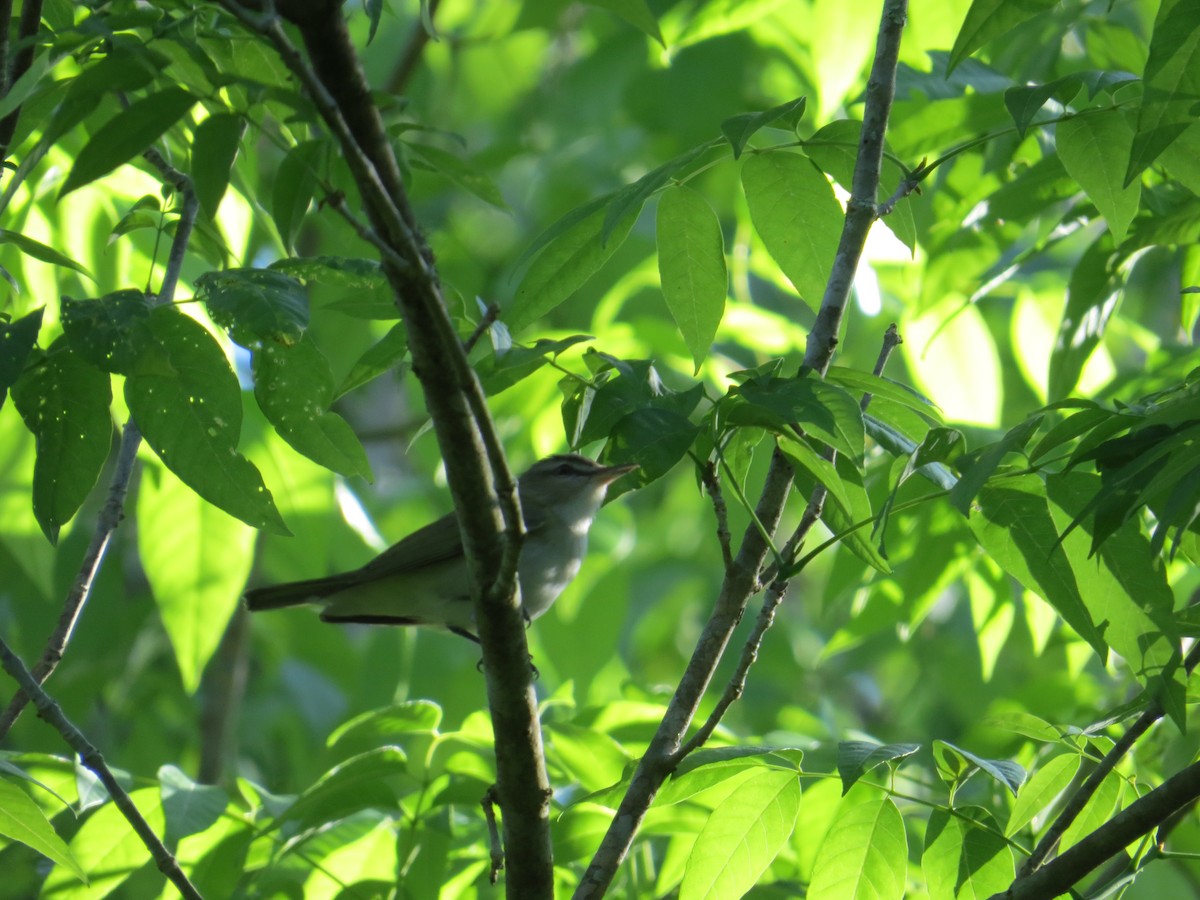 Red-eyed Vireo - ML551444641